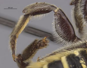 Media type: image;   Entomology 16269 Aspect: Leg hind